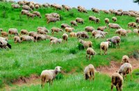 羊の群れ