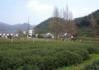 杭州梅家塢茶村