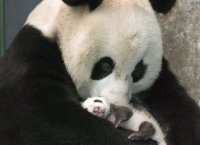 パンダ