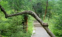 九寨溝きゅうさいこう(原始林) 九寨溝きゅうさいこう(原始林)