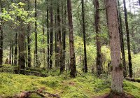 九寨溝きゅうさいこう(原始林) 九寨溝きゅうさいこう(原始林)