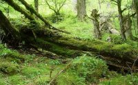 九寨溝きゅうさいこう(原始林) 九寨溝きゅうさいこう(原始林)
