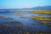 拉市海 拉市海
