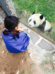 成都発中華大熊猫苑（旧臥龍パンダ基地、耿達基地）飼育体験！大接近ラブツアー