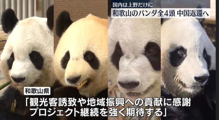 アドベンチャーワールドのパンダ2