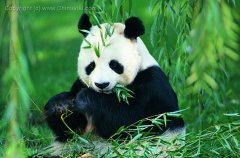 竹が大好きのパンダ-写真